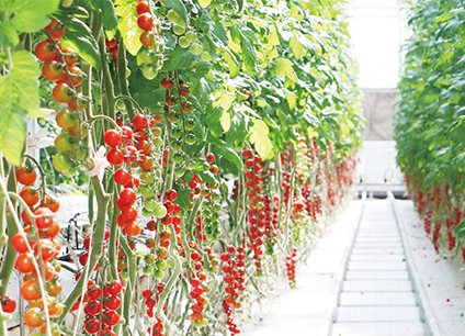 設施園藝全產業鏈